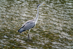 Ardea cinerea