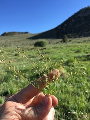 Hornungia procumbens