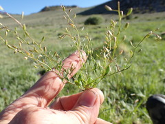 Hornungia procumbens