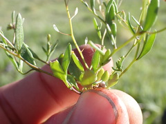 Hornungia procumbens