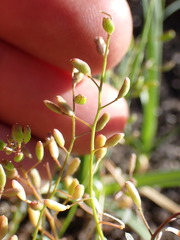 Hornungia procumbens