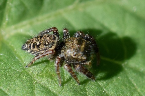 Phidippus cerberus