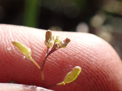 Hornungia procumbens