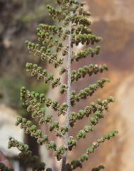 Cheilanthes parviloba