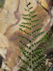 Cheilanthes parviloba