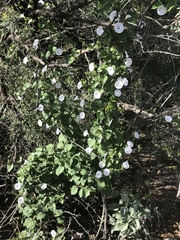 Jacquemontia pringlei