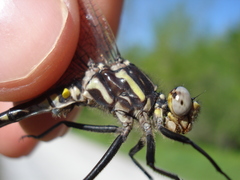 Phanogomphus spicatus