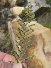 Cheilanthes parviloba