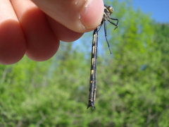 Phanogomphus spicatus