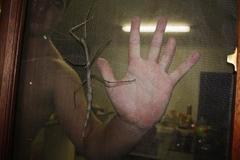 Bactricia bituberculata