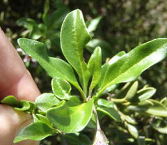 Solanum guineense