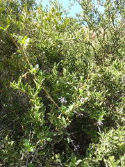 Solanum guineense
