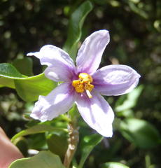 Solanum guineense