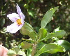 Solanum guineense