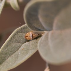 Xerophloea peltata