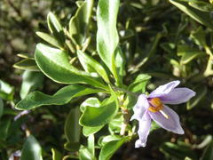 Solanum guineense