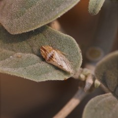 Xerophloea peltata
