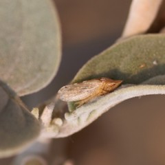 Xerophloea peltata