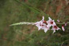 Gladiolus varius