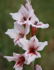 Gladiolus varius