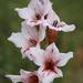 Gladiolus varius - Photo (c) Kobie du Preez, μερικά δικαιώματα διατηρούνται (CC BY-NC), uploaded by Kobie du Preez