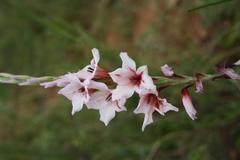 Gladiolus varius