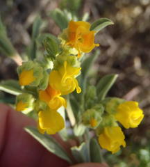 Hermannia odorata