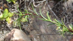 Ficinia ramosissima