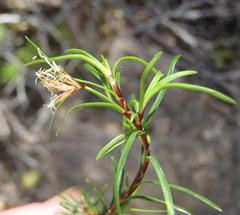 Ficinia ramosissima