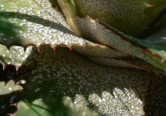 Duplachionaspis exalbida