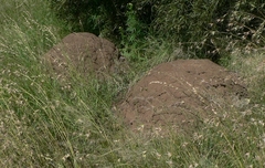 Trinervitermes trinervoides