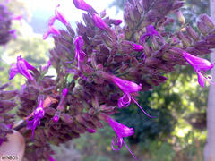 Syncolostemon rotundifolius