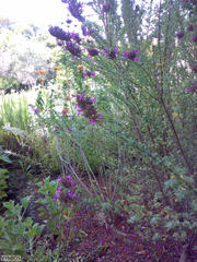 Syncolostemon rotundifolius