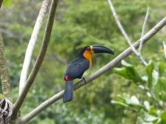 Ramphastos vitellinus ariel