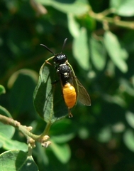 Philanthus loeflingi