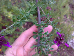 Syncolostemon rotundifolius