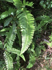 Dicranopteris pedata