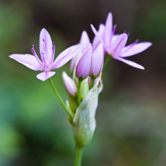 Allium unifolium