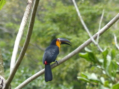 Ramphastos vitellinus ariel