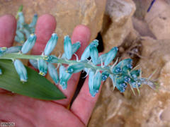 Lachenalia viridiflora