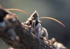 Cucullia ruptifascia