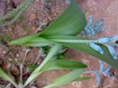 Lachenalia viridiflora