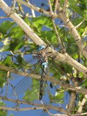 Rhionaeschna jalapensis