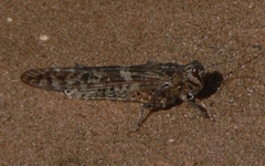 Locustana pardalina