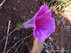 Ipomoea oblongata