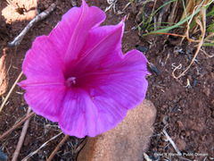 Ipomoea oblongata