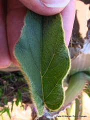 Ipomoea oblongata