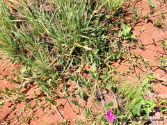 Ipomoea oblongata