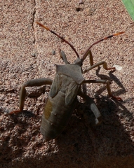 Anoplocnemis curvipes