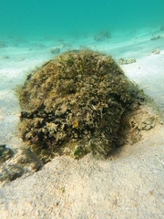 Pinna rugosa